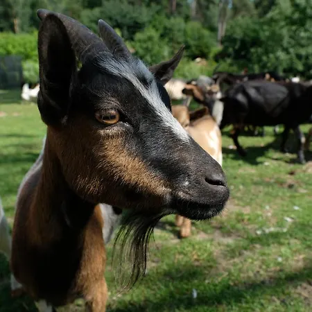 Kallaste Talu- Turismitalu & *