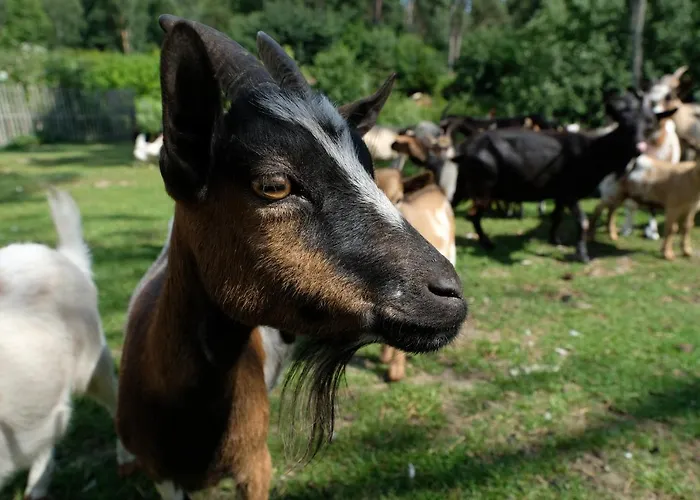 Kallaste Talu- Turismitalu & *